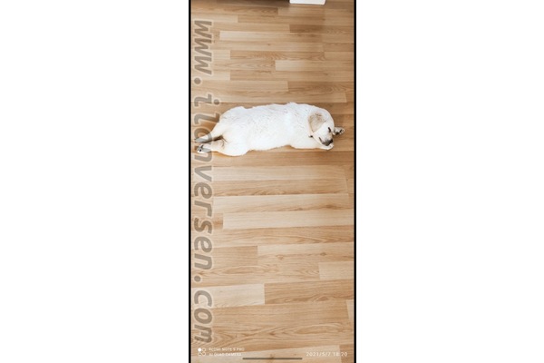 Labrador 4500 TL Hürriyet Mah.