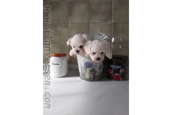 Maltese terrier 1 TL Asmalıevler Mah.