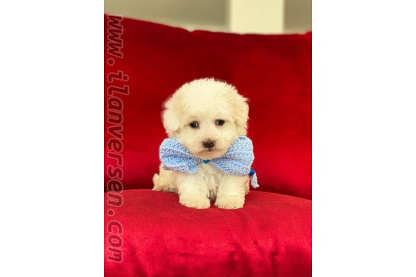 Maltese terrier yaş 0-3 Aylık Site Mah.