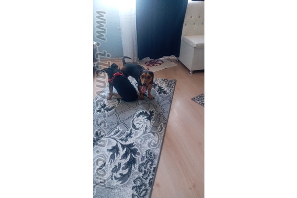 Dachsund Sahibinden Alsancak Mah.