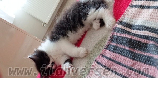Cumhuriyet Mah. kedi fiyatları