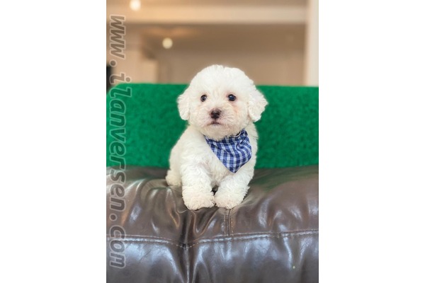 Maltese terrier Erkek köpek