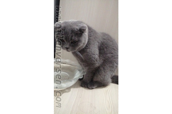1 kedi Kavakpınar Mah.
