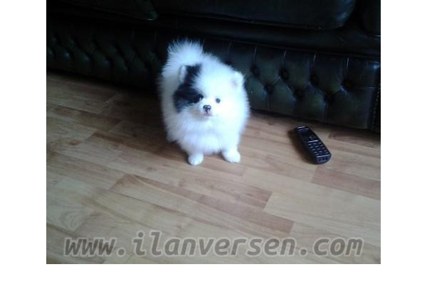 Demetevler Mah. köpek ilanı