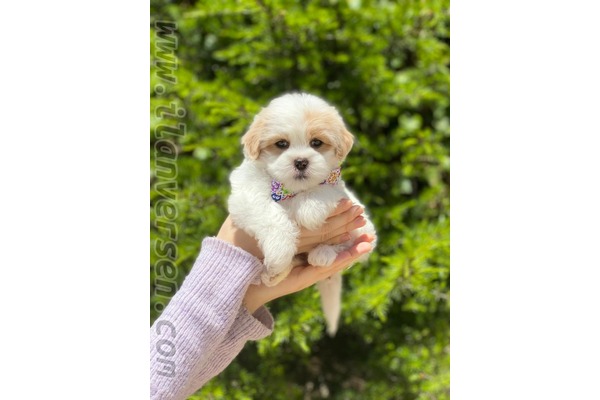 Maltese terrier yaş 0-3 Aylık