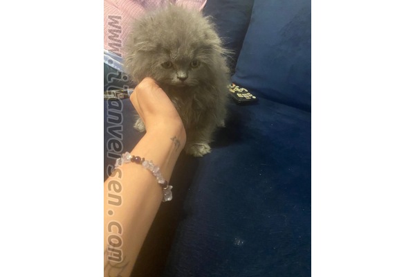 Yenidoğan Mah. kedi ilanları
