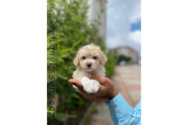 Site Mah. köpek fiyatları