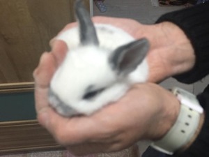 satılık tavşanlar English spot 0-3 Aylık