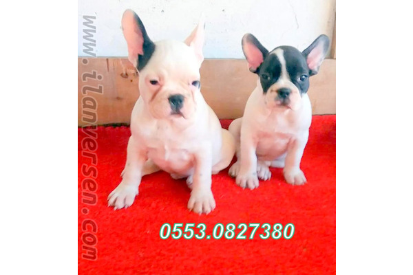 köpek French bulldog fiyatları