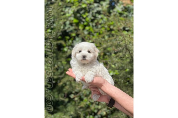 Maltese terrier 0 TL Site Mah.