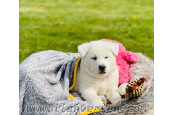 köpek Akita inu fiyatları