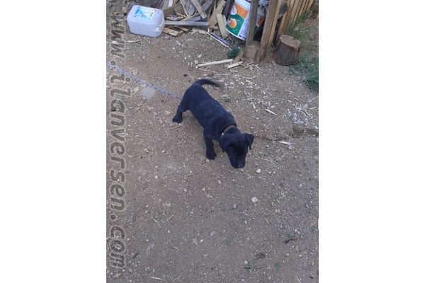 Cane corsa Turgut Özal Mah.