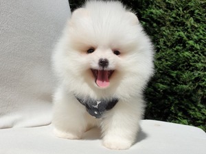 Pomeranian Eğitimli