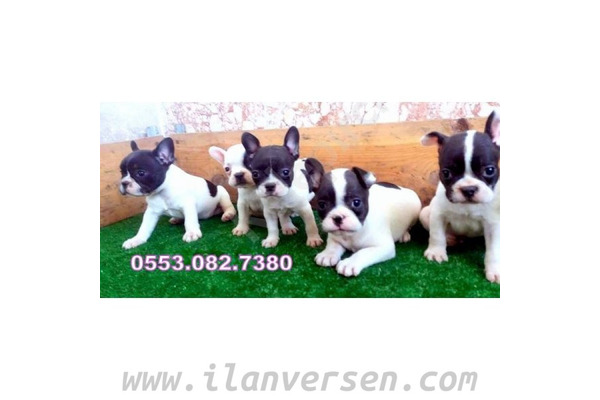 Gürpınar Mah. French bulldog ilanları