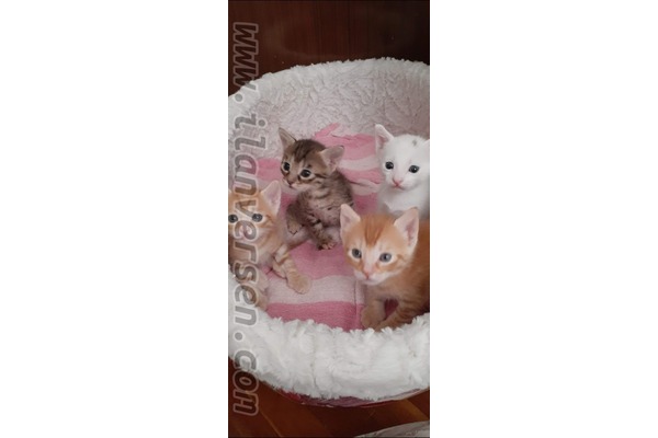 Tekir Dişi ve Erkek kedi