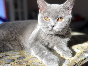 British shorthair kızıma eş arıyorum