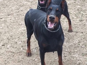 yaş 0-3 Aylık köpek Çankaya Mah.