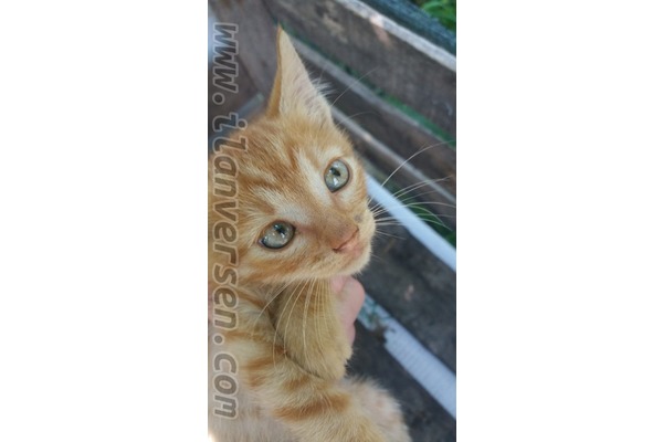 Eskiköy Köyü kedi ilanı ver