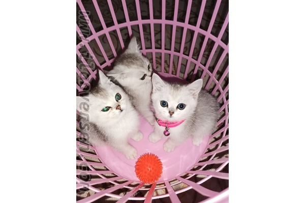 kedi British shorthair fiyatları