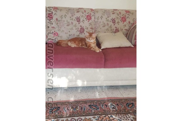 Maine coon Dişi ve Erkek Akıncılar Mah.