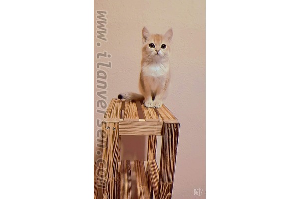 British shorthair kedi Selçuklu