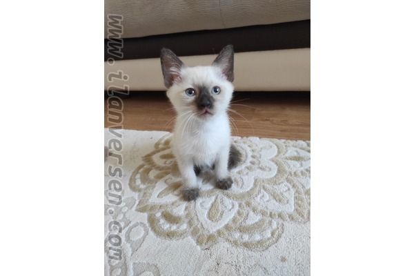 Egekent Mah. kedi ilanları