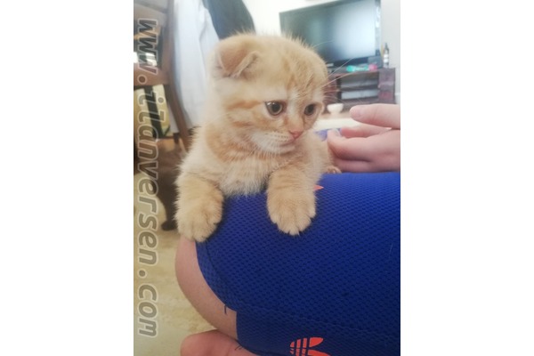 Erkek kedi Sapan Bağları Mah.