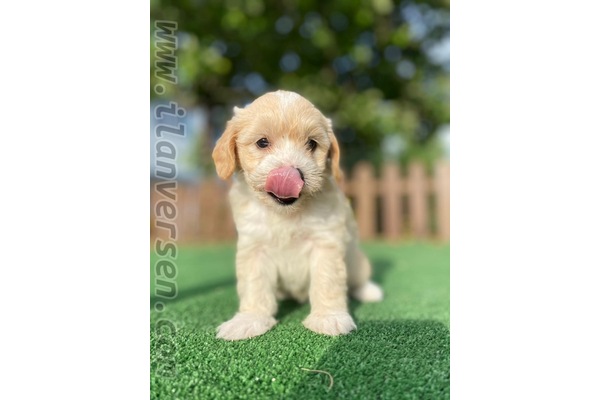 Diğer köpek ırkı Marmara Mah.