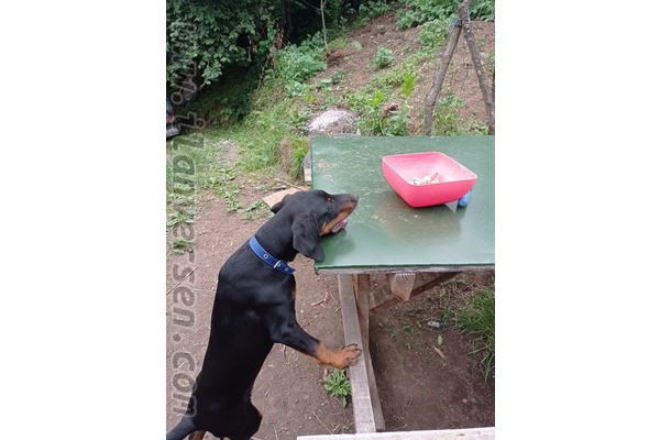 Doberman Sahibinden Hoşarlı Köyü