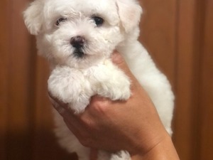 Maltese terrier Dişi Site Mah.