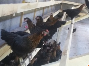 Büyükakçaalan Köyü hayvanlar ilanı ver