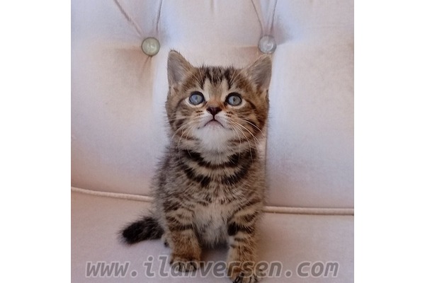kedi British shorthair fiyatları