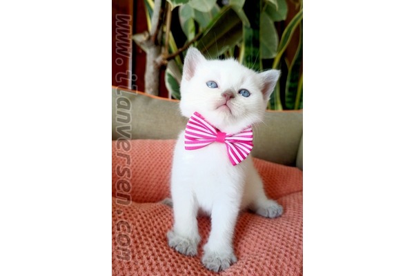 British shorthair Dişi ve Erkek Altıparmak Mah.