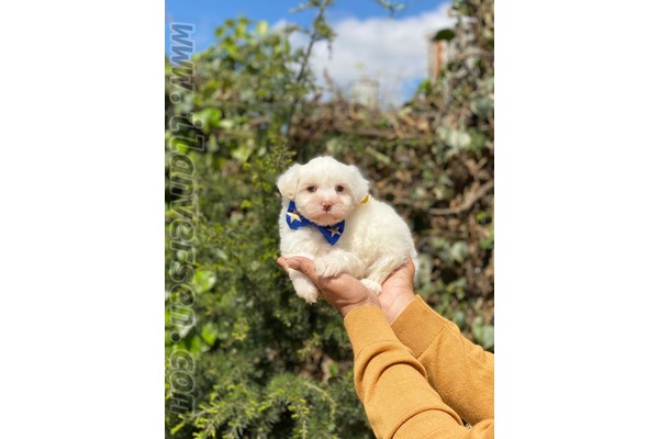 Maltese terrier Dişi köpek