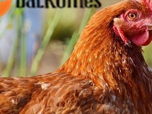 gurk tavuk Büyükakçaalan Köyü hayvanlar ilanları