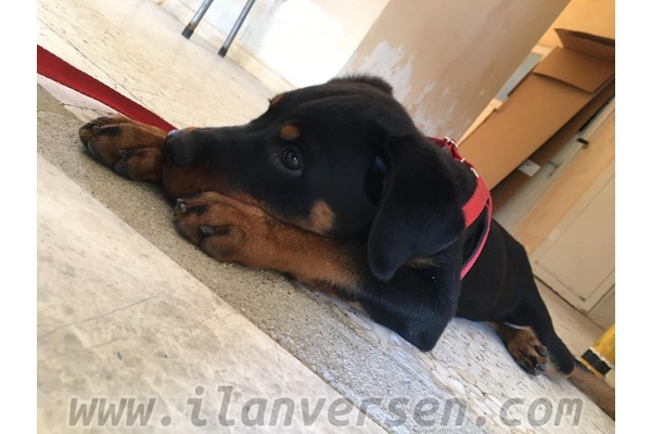Rottweiler yaş 3-6 Aylık