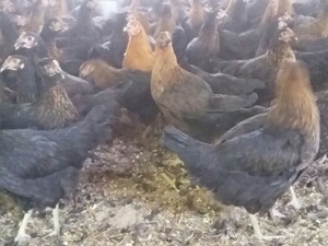 cins tavuklar Büyükakçaalan Köyü hayvanlar ilanı ver