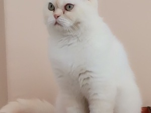  Scottish fold kedi Kayapınar