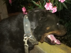 erkek dost Rottweiler köpek Sarıyer