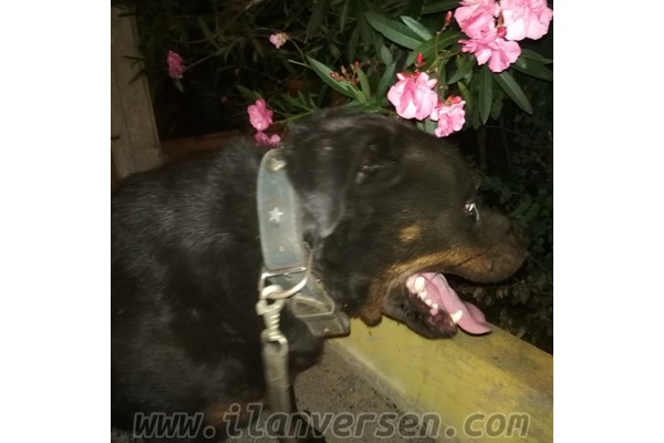 Rottweiler köpek Sarıyer