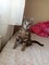 Tekir Dişi kedi
