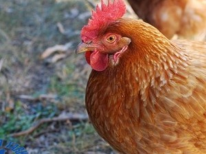 tavuk fiyatları Büyükakçaalan Köyü hayvanlar ilanı ver