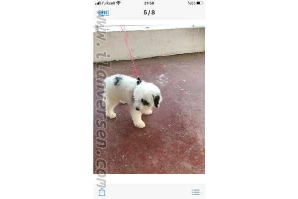 köpek ilanlari Selimpaşa Merkez Mah.