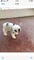 köpek ilanlari Selimpaşa Merkez Mah.
