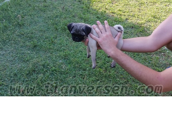 yaş 0-3 Aylık köpek Karaçalı Mah.