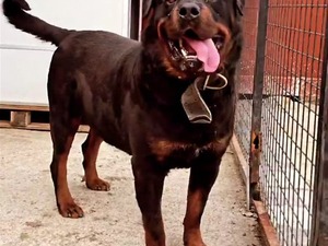  Safkan Erkek Koca Kafa Rottweiler Köpeğime Dişi Arıyorum