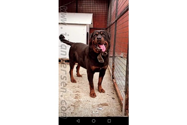 Safkan Erkek Koca Kafa Rottweiler Köpeğime Dişi Arıyorum