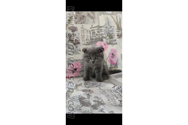 Scottish fold kedi Çukurova