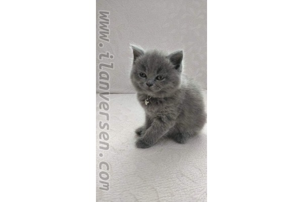 British shorthair kedi Çukurova