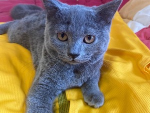 Adana Kedi Ilanlari